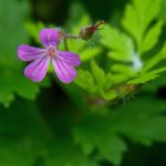 老司机午夜福利影视:探索不一样的成人影视世界与精彩内容解析 2246jr9rqh